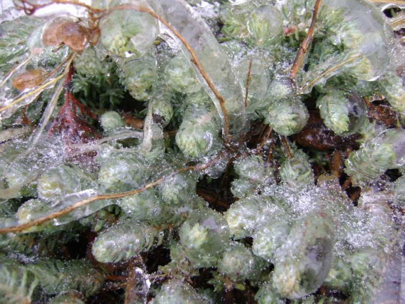 Freezing rain - v Iarna 2019-2020