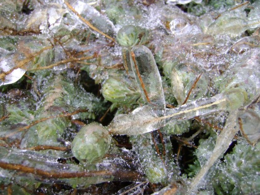 Freezing rain - v Iarna 2019-2020