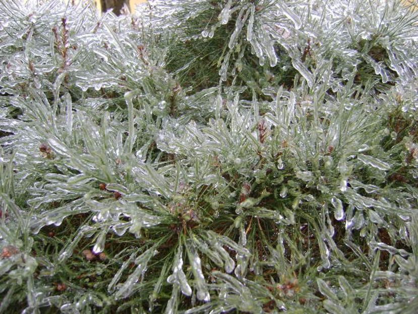 Freezing rain - v Iarna 2019-2020