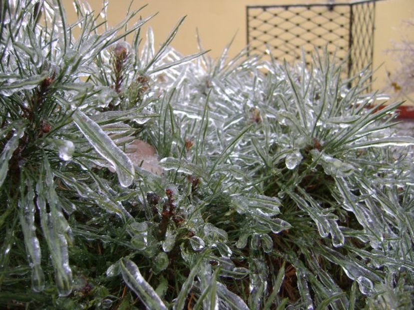 Freezing rain - v Iarna 2019-2020