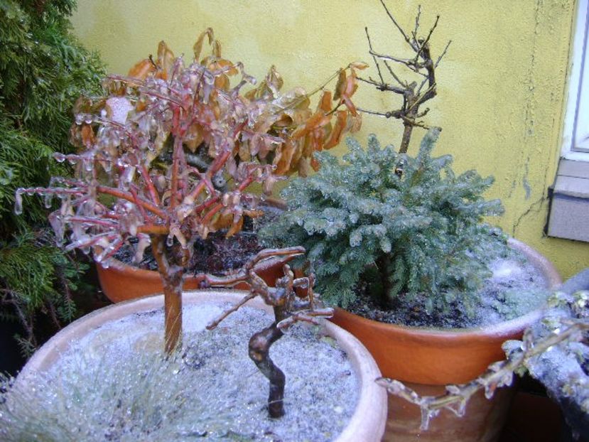 Freezing rain - v Iarna 2019-2020