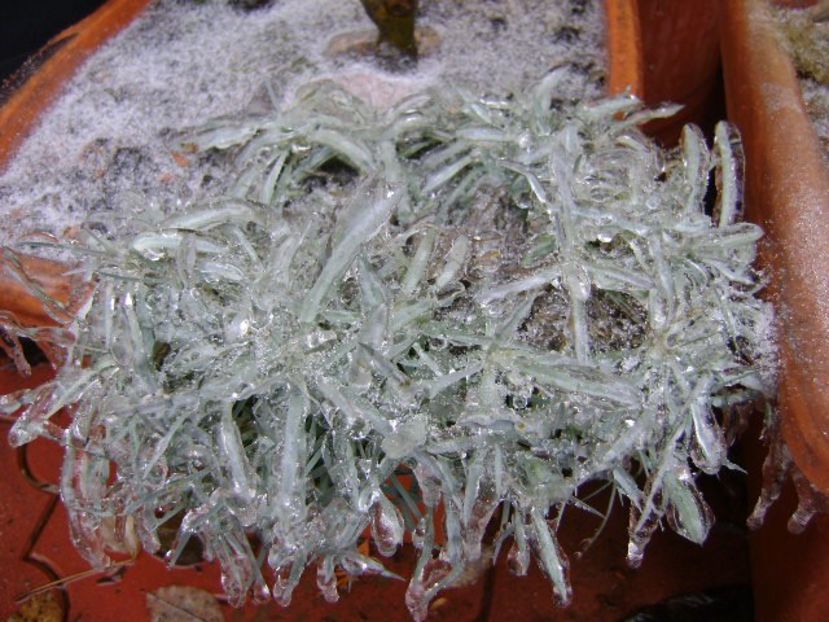 Freezing rain - v Iarna 2019-2020