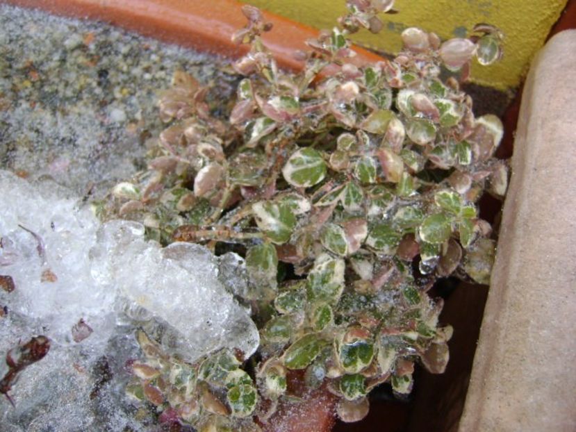 Freezing rain - v Iarna 2019-2020