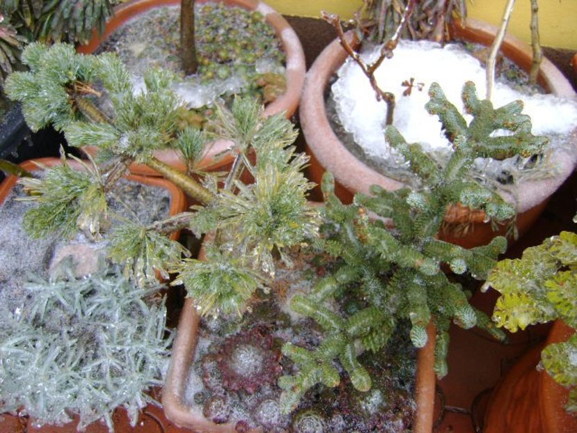 Freezing rain - v Iarna 2019-2020