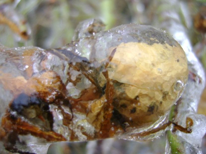 Freezing rain - v Iarna 2019-2020