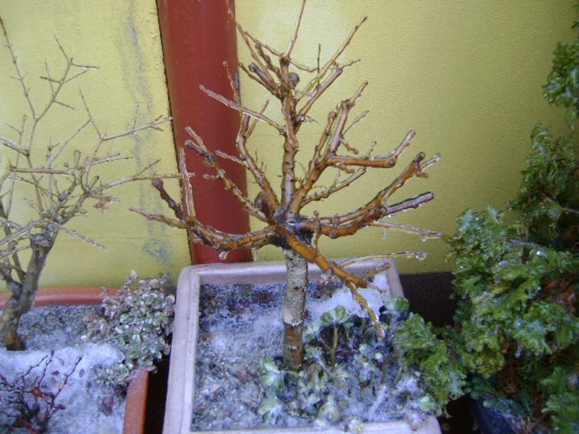 Freezing rain - v Iarna 2019-2020