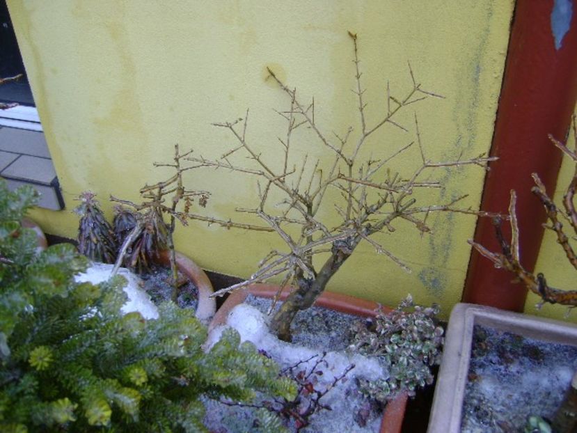 Freezing rain - v Iarna 2019-2020
