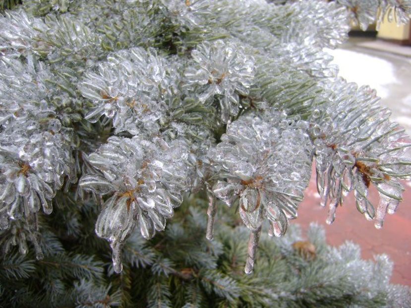 Freezing rain - v Iarna 2019-2020