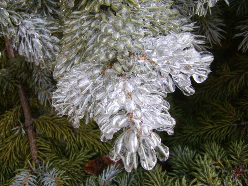 Freezing rain - v Iarna 2019-2020