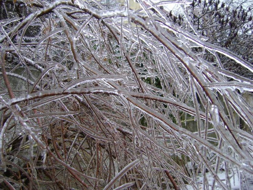 Freezing rain - v Iarna 2019-2020