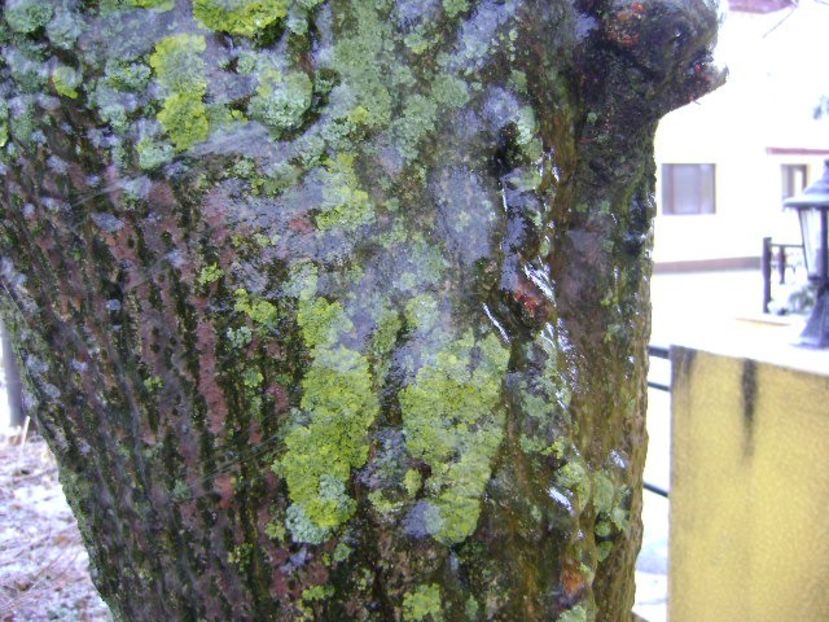 Freezing rain - v Iarna 2019-2020