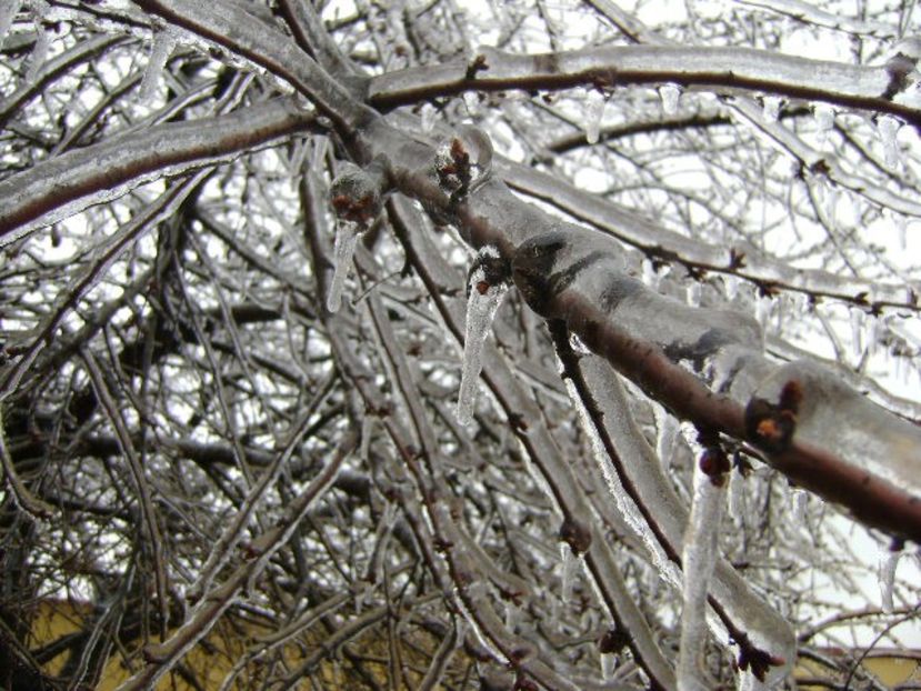 Freezing rain - v Iarna 2019-2020