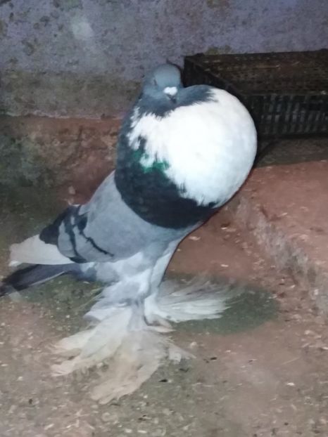  - gusati de pomerania