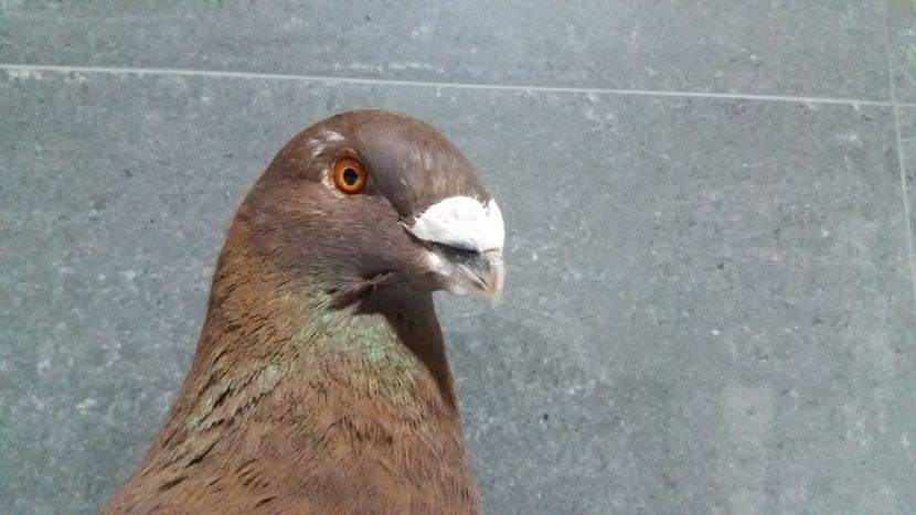 1-0 2018 - matca 2019