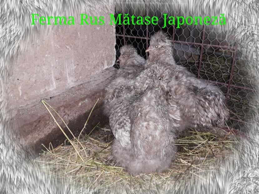 Mătase japoneza barat - MATASE JAPONEZA