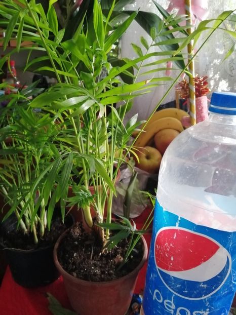 Rădăcini - de vânzare acum