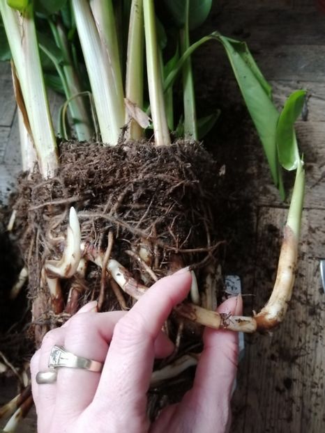 40 - de vânzare acum