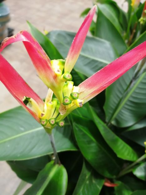 Helico - de vânzare acum