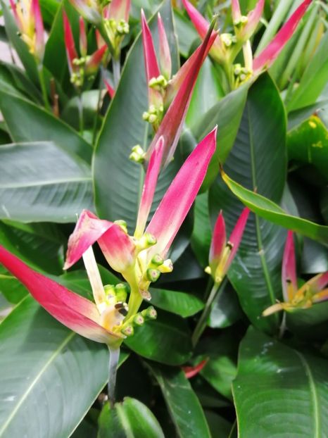 Heliconia - de vânzare acum