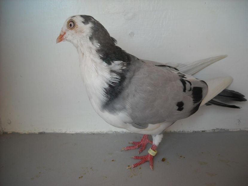  - PORUMBEI CARE MI AU APARTINUT