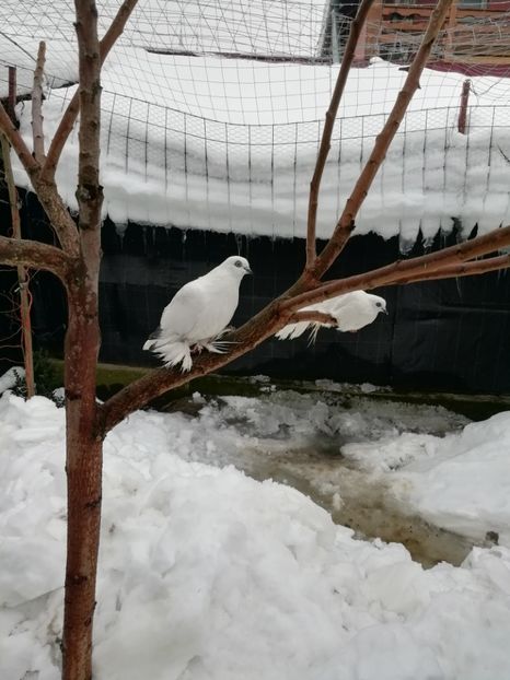  - Berzati incaltati de Budapesta