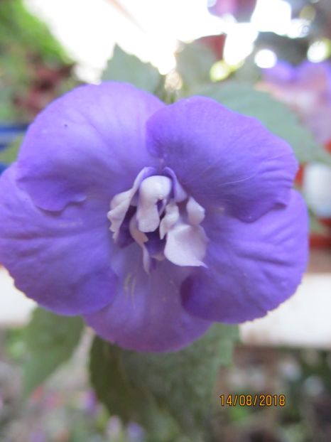  - ACHIMENES 2020 - VANZARI HIBRIZI