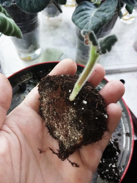 Unul a încolțit - Am tăiat un bulb de gloxinie 2019