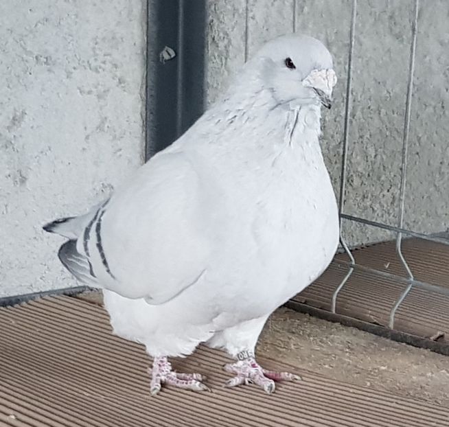 2014 - 518 - FEMELE 2019