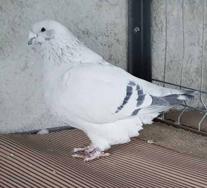 518-14 - FEMELE 2019