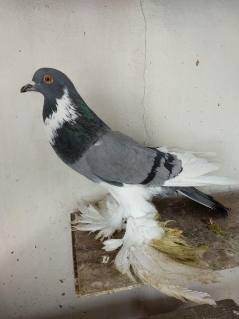 Mascul 2018 - Gusat de Pomerania