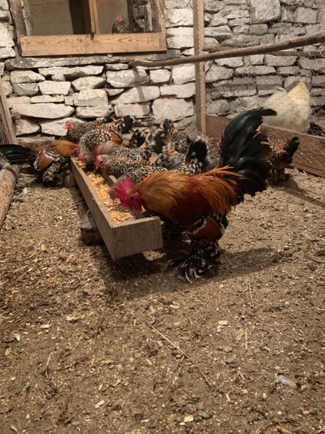 68D51CA3-BE7C-435B-B115-63F7B7145C70 - Mii de Flori Portelan