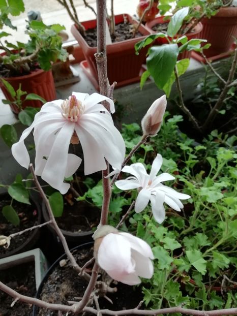 27.01.2019 - Magnolia stellata