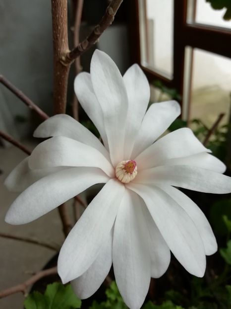 27.01.2019 - Magnolia stellata