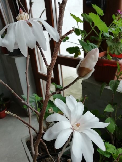 27.01.2019 - Magnolia stellata