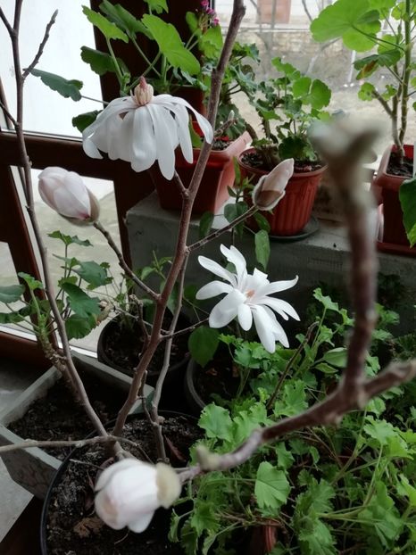 27.01.2019 - Magnolia stellata