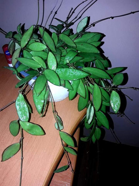  - Hoya davidcummingii