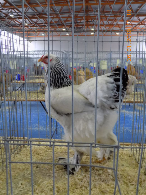  - 03-BRAHMA HD 2019