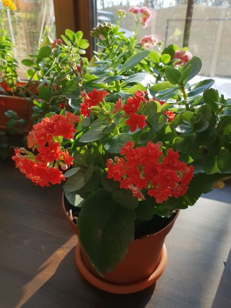  - Kalanchoe