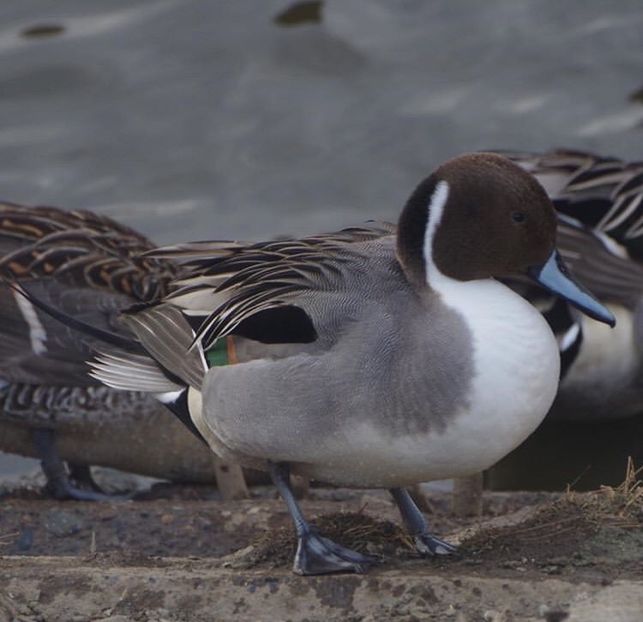 Rățoi sulițar - Un fel de rai pe pământ!