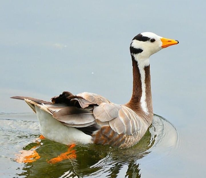 Gâscă Indiana - Un fel de rai pe pământ!