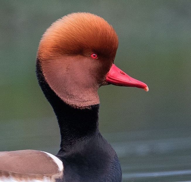 Rățoi cu Ciuf - Un fel de rai pe pământ!