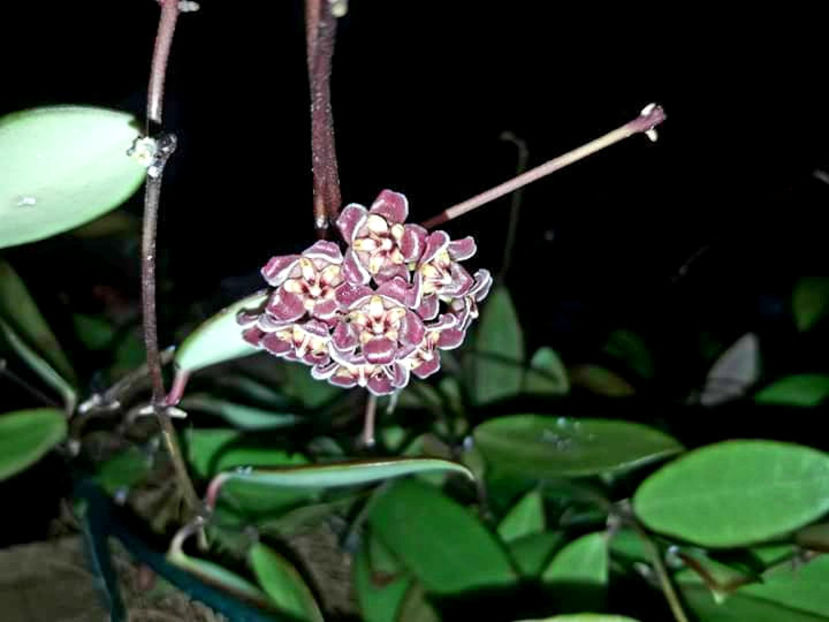  - Hoya davidcummingii