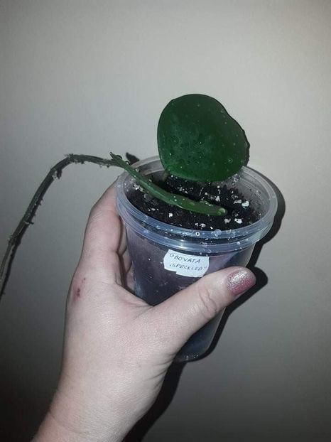  - Hoya obovata speckled