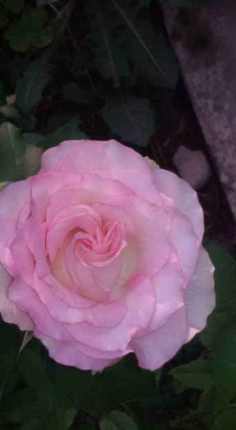  - Hoya carnosa cv Krimson Princess