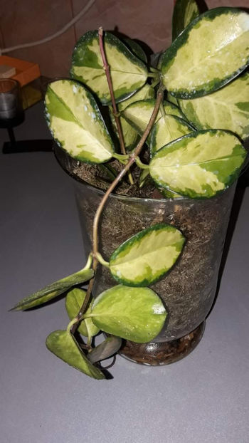  - Hoya Australis Lisa