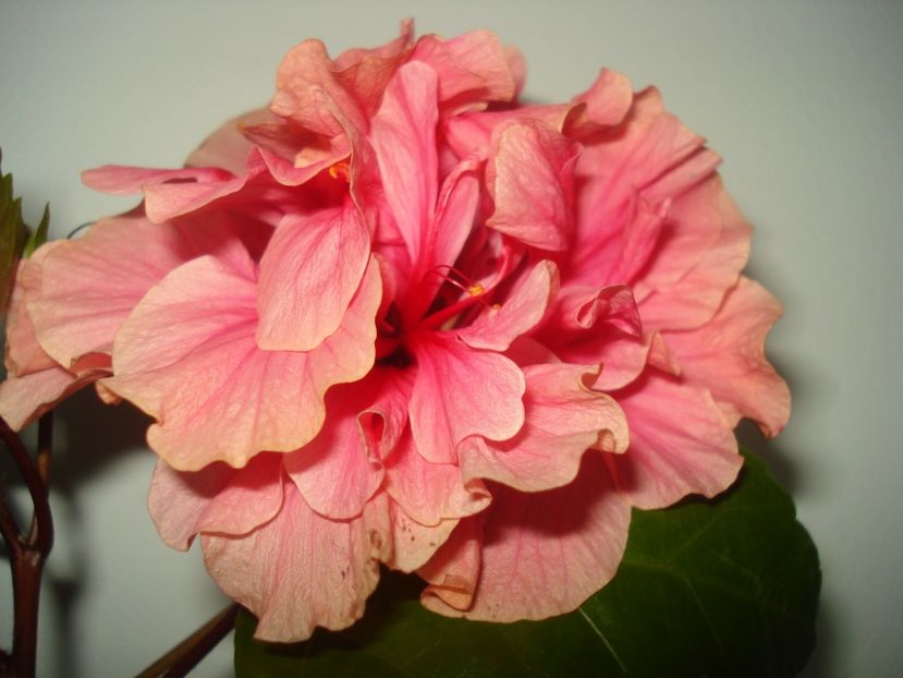  - Hibiscus Kona