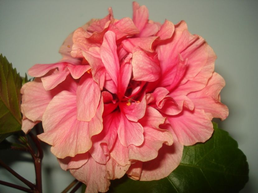  - Hibiscus Kona