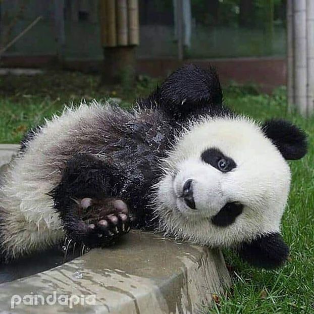  - 0_Ursi panda_0
