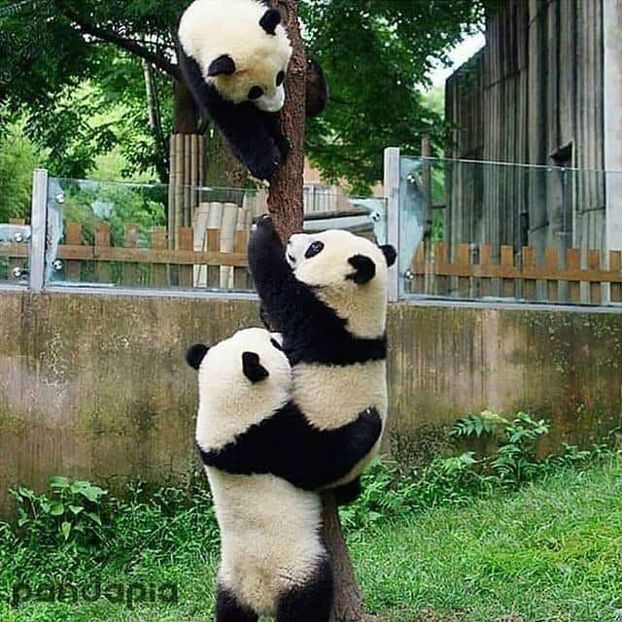  - 0_Ursi panda_0