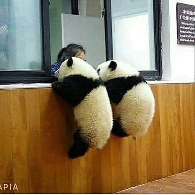 - 0_Ursi panda_0